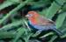 Bird in Palo Verde National Park