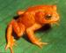 Golden toad