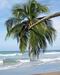 Palm in Manuel Antonio National Park