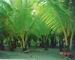 Palms forest near mouth of Rio Estrella