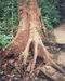 Trunks in Manuel Antonio National Park